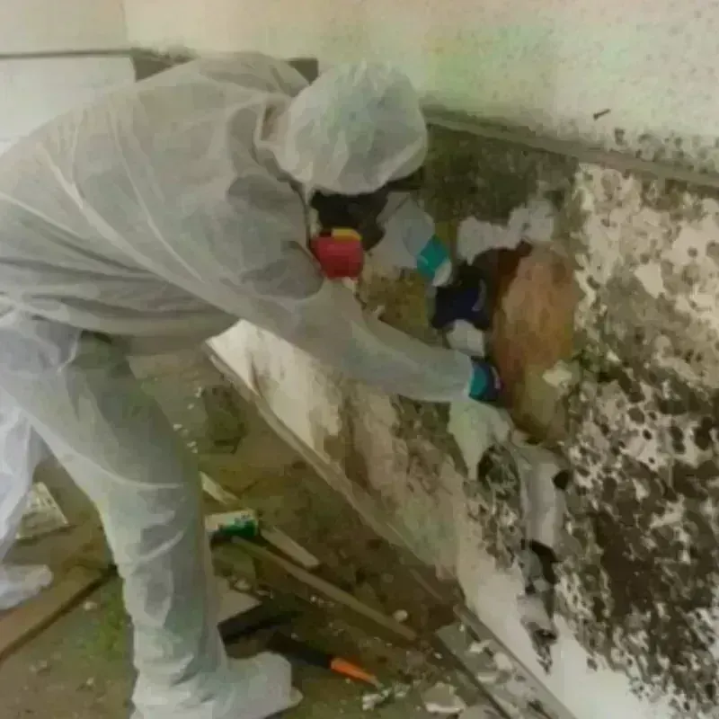 Mold Remediation and Removal in Hoke County, NC